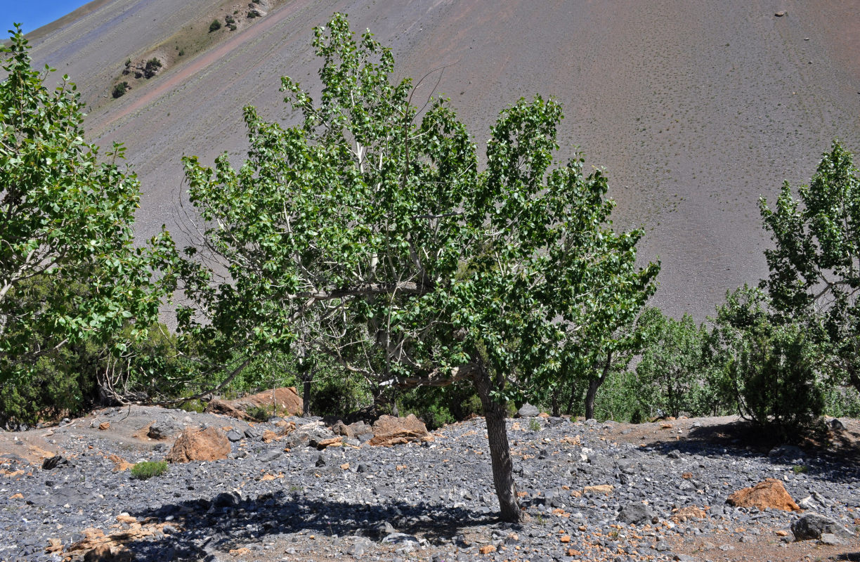 Image of genus Populus specimen.