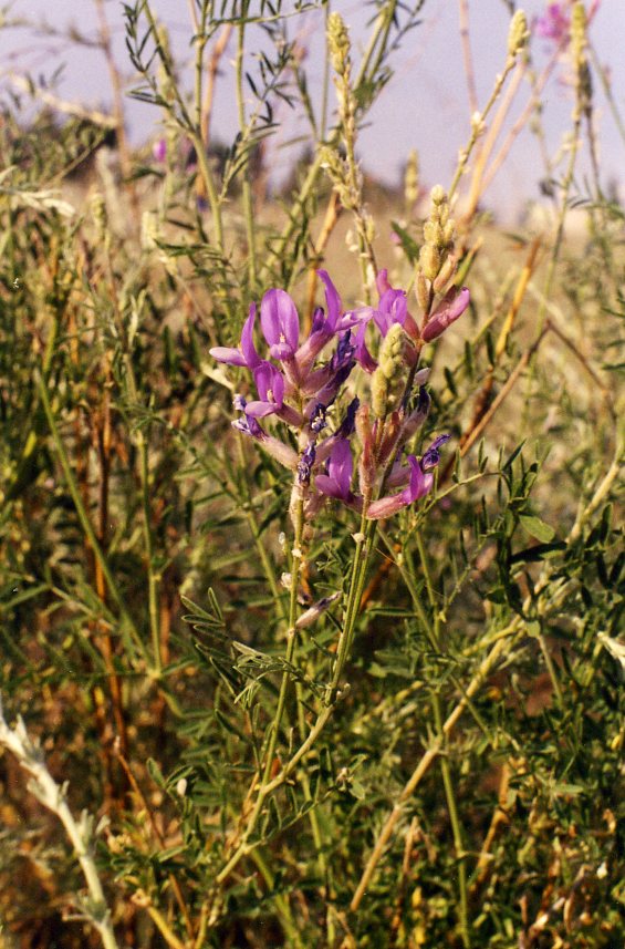 Image of Astragalus varius specimen.