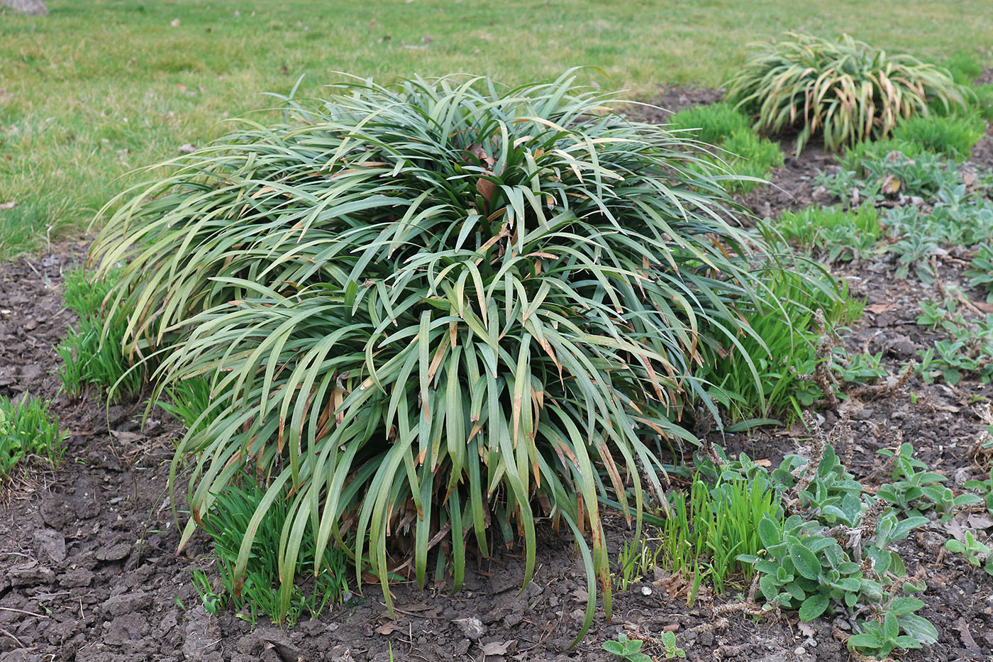 Image of Liriope muscari specimen.