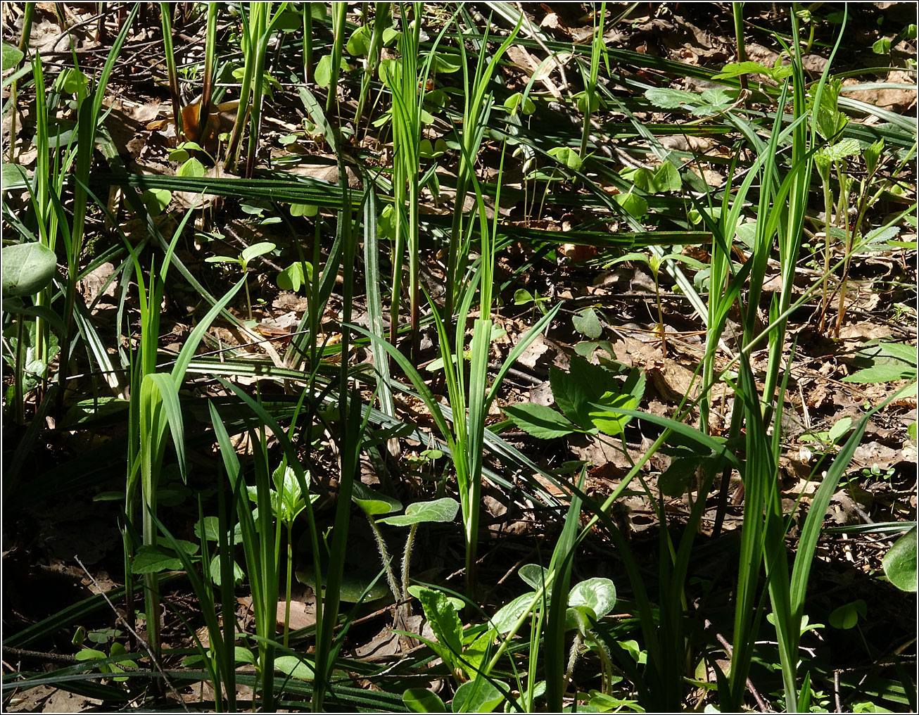 Изображение особи Carex pilosa.