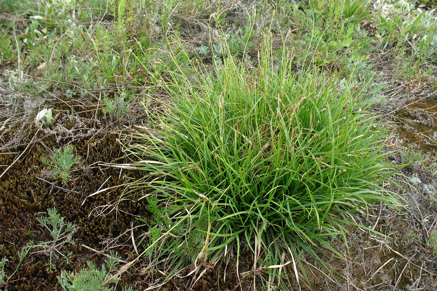 Image of Carex caryophyllea specimen.