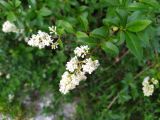 Ligustrum vulgare. Верхушка ветви с соцветием. Краснодарский край, г/о Сочи, Хостинский р-н, дорога к Орлиным скалам, широколиственный лес. 24.05.2024.