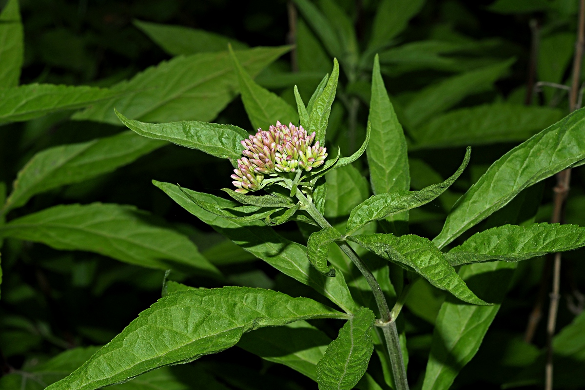 Изображение особи Eupatorium cannabinum.