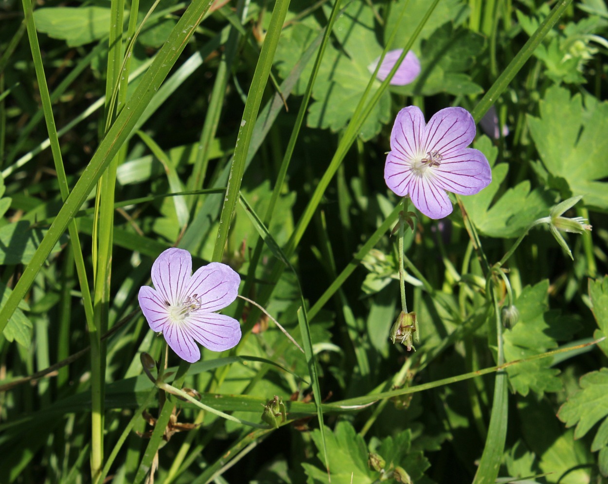 Изображение особи Geranium collinum.