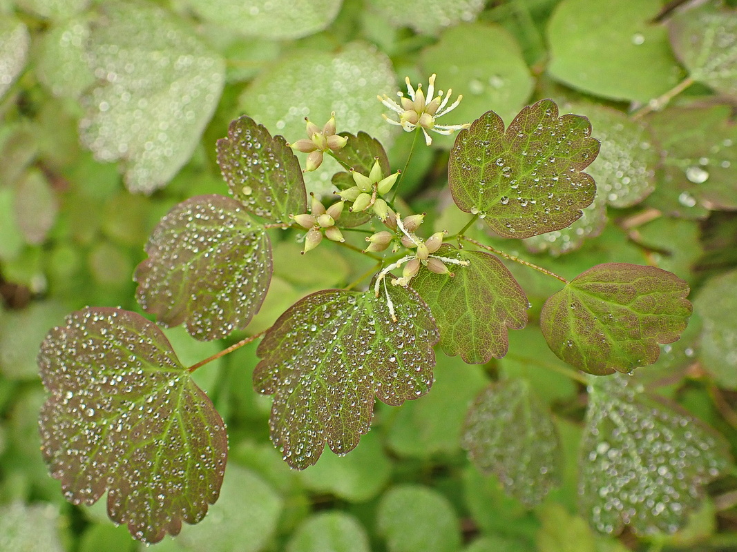 Image of Thalictrum baicalense specimen.