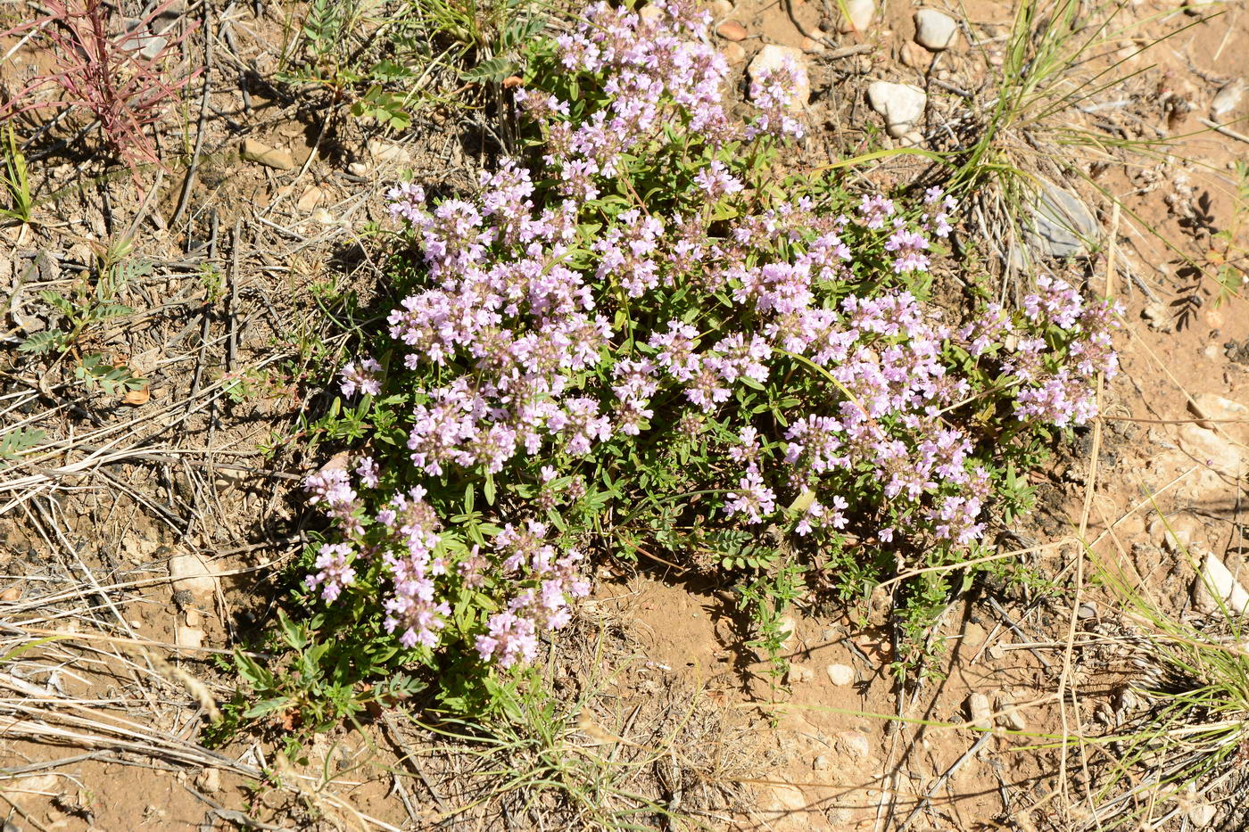 Изображение особи Thymus seravschanicus.