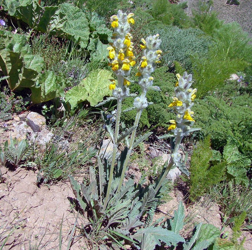 Image of Phlomoides fulgens specimen.