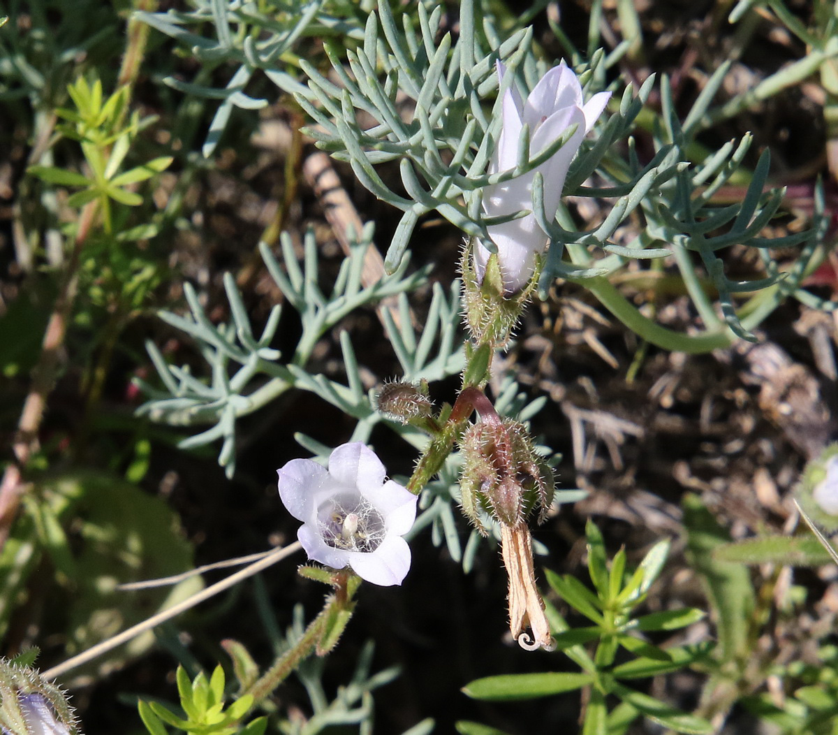 Изображение особи Campanula komarovii.