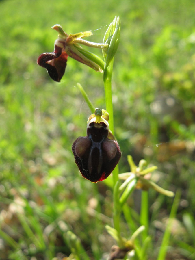 Изображение особи Ophrys mammosa.