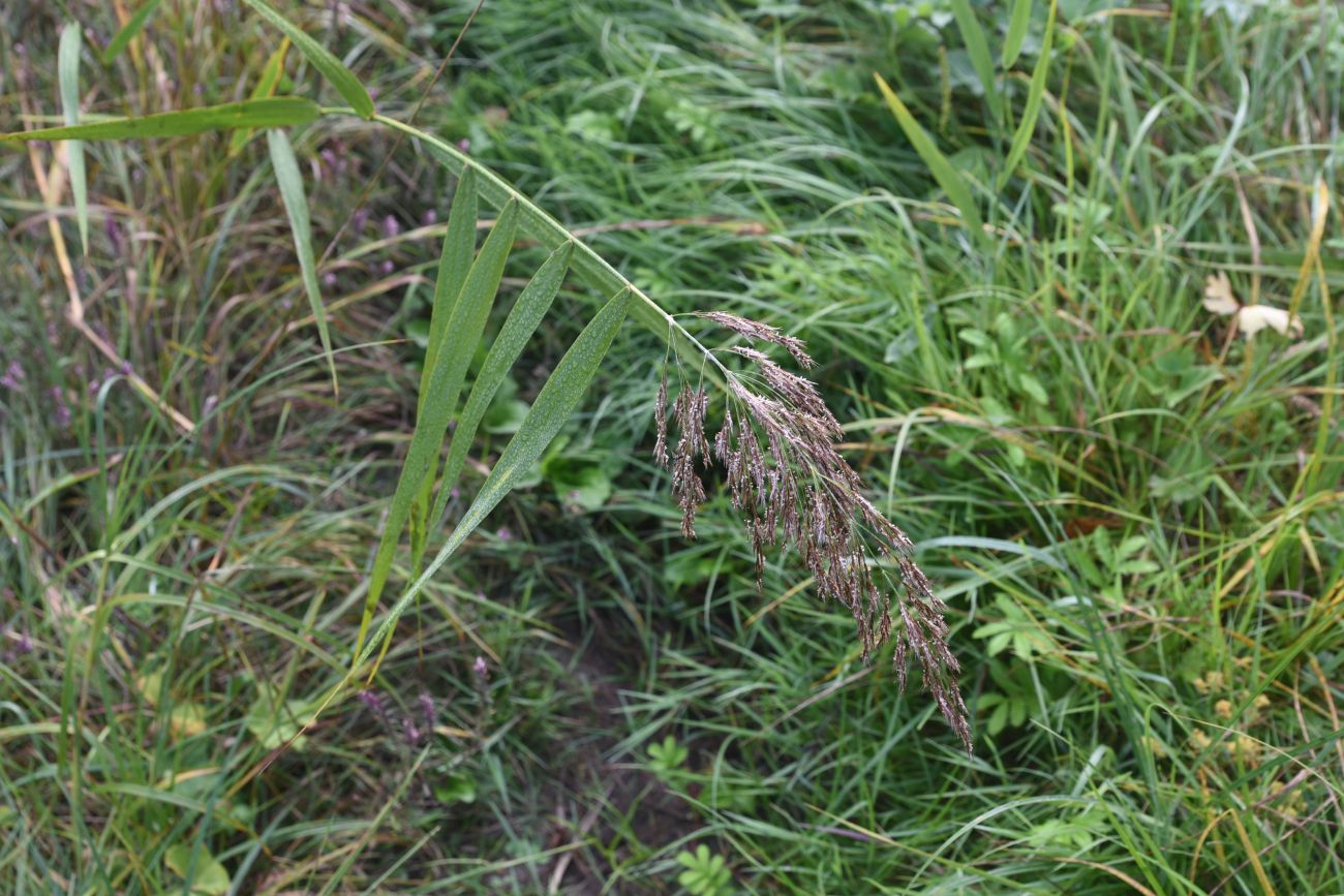 Изображение особи Phragmites australis.