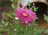 Chrysanthemum indicum