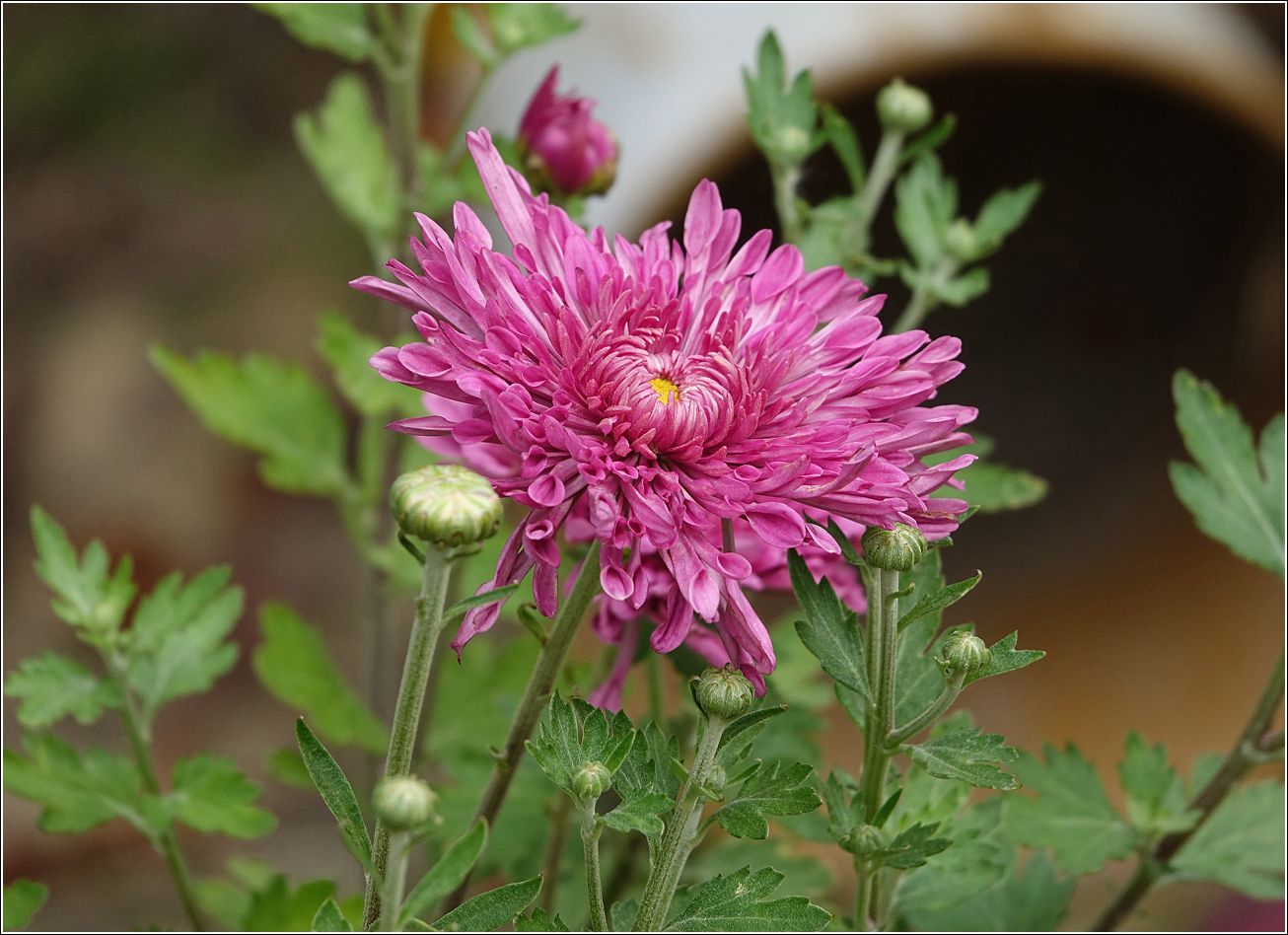 Image of Chrysanthemum indicum specimen.