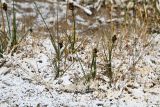 Carex melanantha. Цветущие растения и перо птицы. Таджикистан, Горно-Бадахшанская автономная обл., Мургабский р-н, Южно-Аличурский хр., дол. оз. Чукуркуль, выс. ≈ 3952 м н.у.м., заболоченный и сильно засоленный берег озера. 3 июля 2024 г.