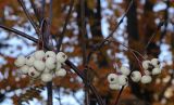 Sorbus frutescens. Части ветвей с соплодиями со зрелыми плодами. Санкт-Петербург, парк Ботанического сада БИН РАН, в культуре. 21.10.2023.