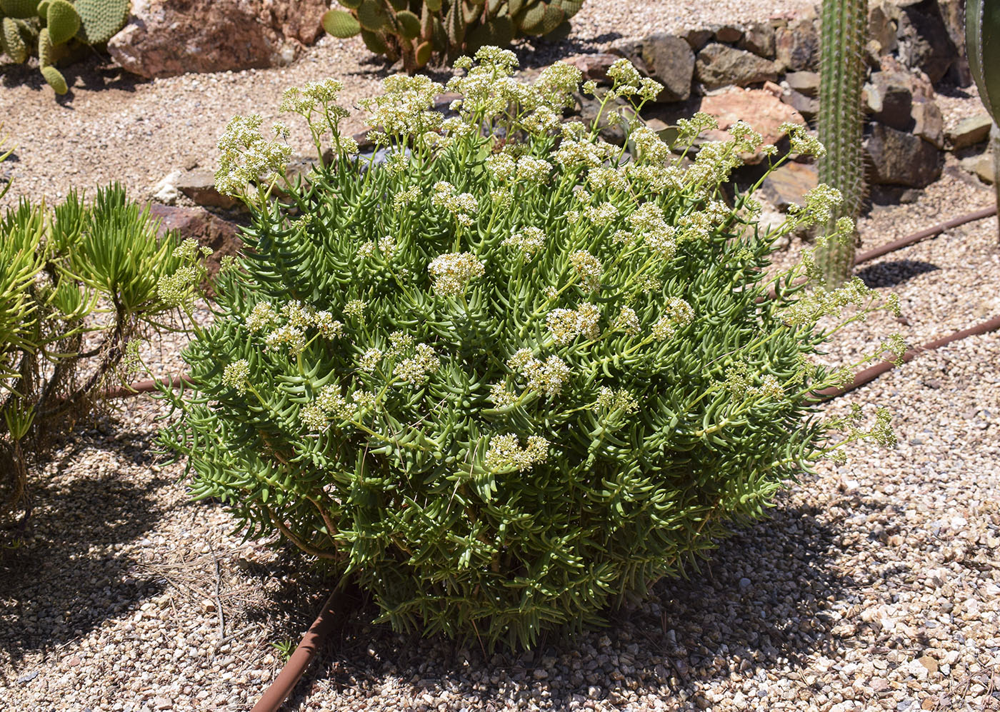 Изображение особи Crassula tetragona.