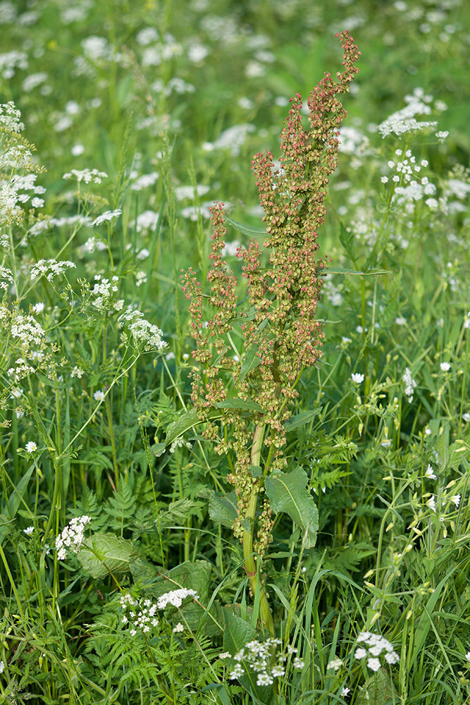 Image of Rumex longifolius specimen.