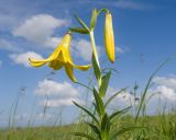 Lilium monadelphum. Верхушка цветущего растения. Карачаево-Черкесия, Зеленчукский р-н, гора Джисса, ≈ 1600 м н.у.м., субальпийский луг. 14.06.2024.