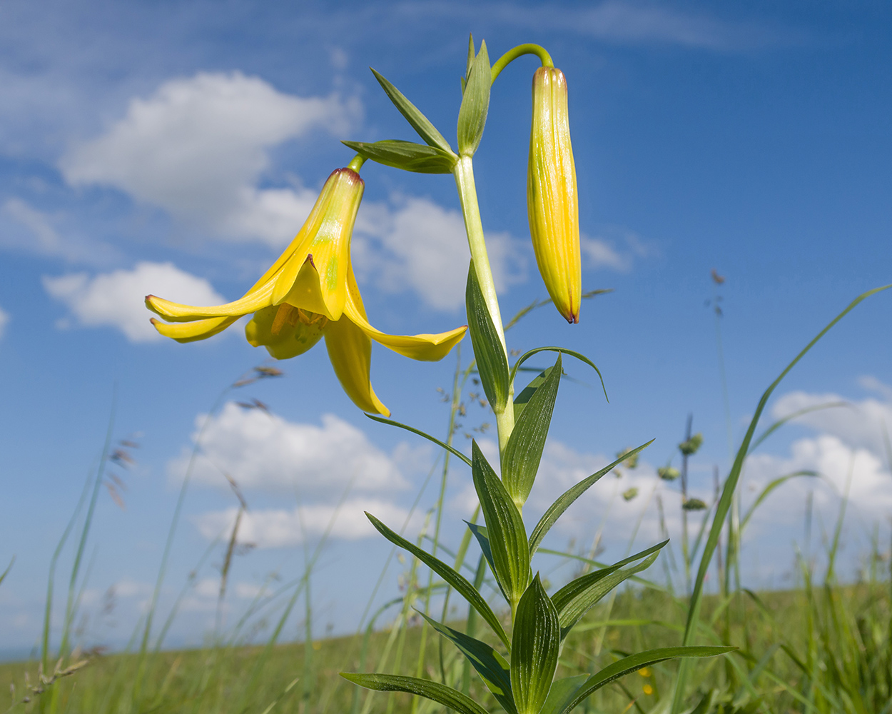 Image of Lilium monadelphum specimen.