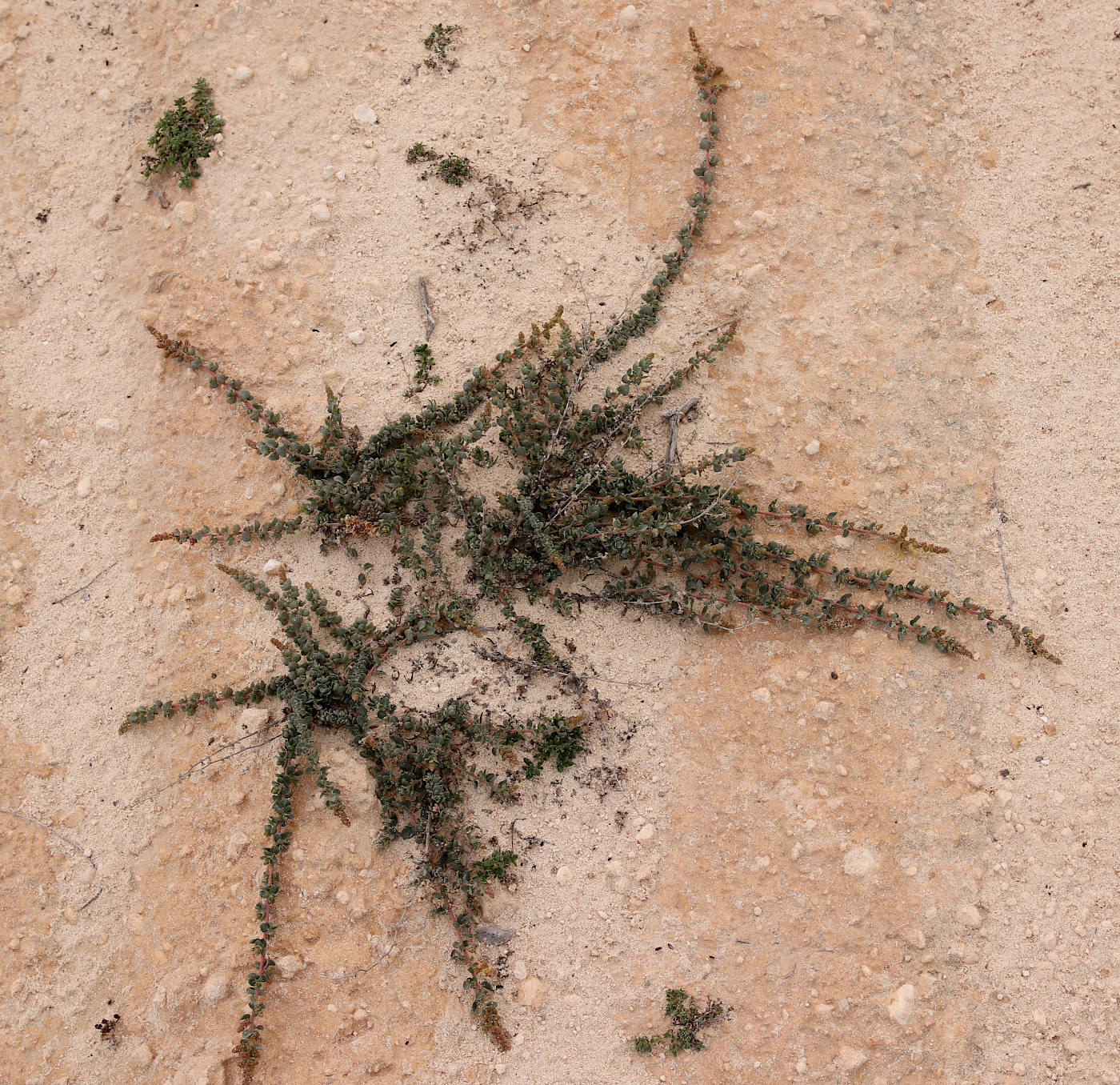 Image of Atriplex glauca specimen.