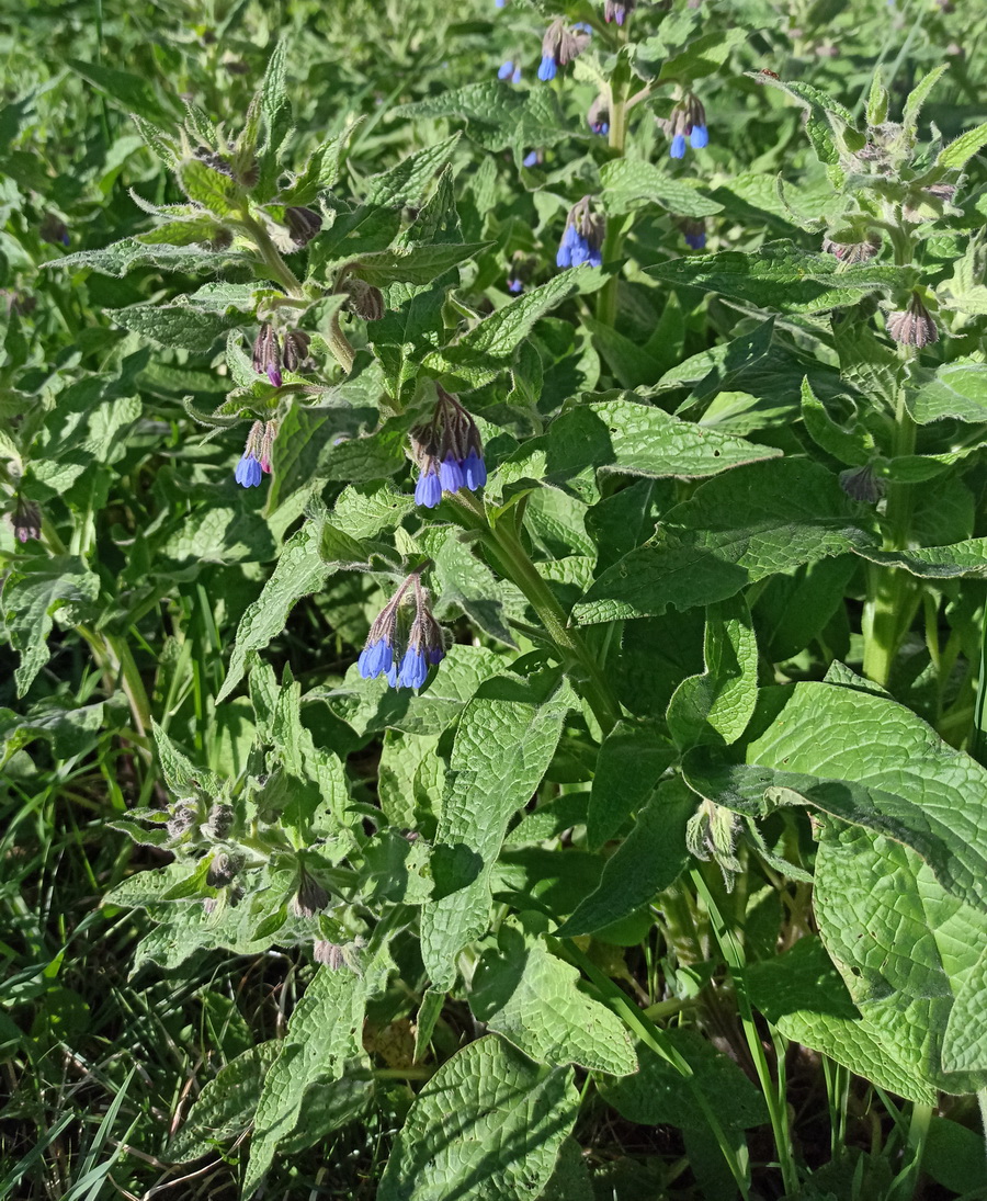 Изображение особи Symphytum caucasicum.