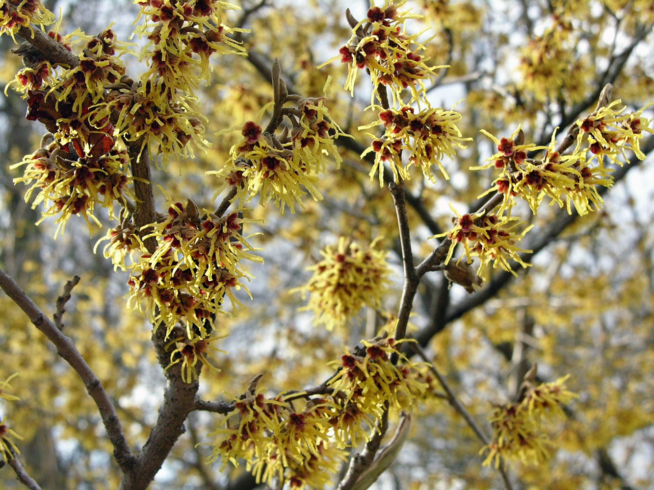 Изображение особи Hamamelis vernalis.