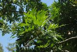 Ekebergia capensis. Ветвь с цветами. Италия, г. Рим, ботанический сад. 9 июня 2017 г.