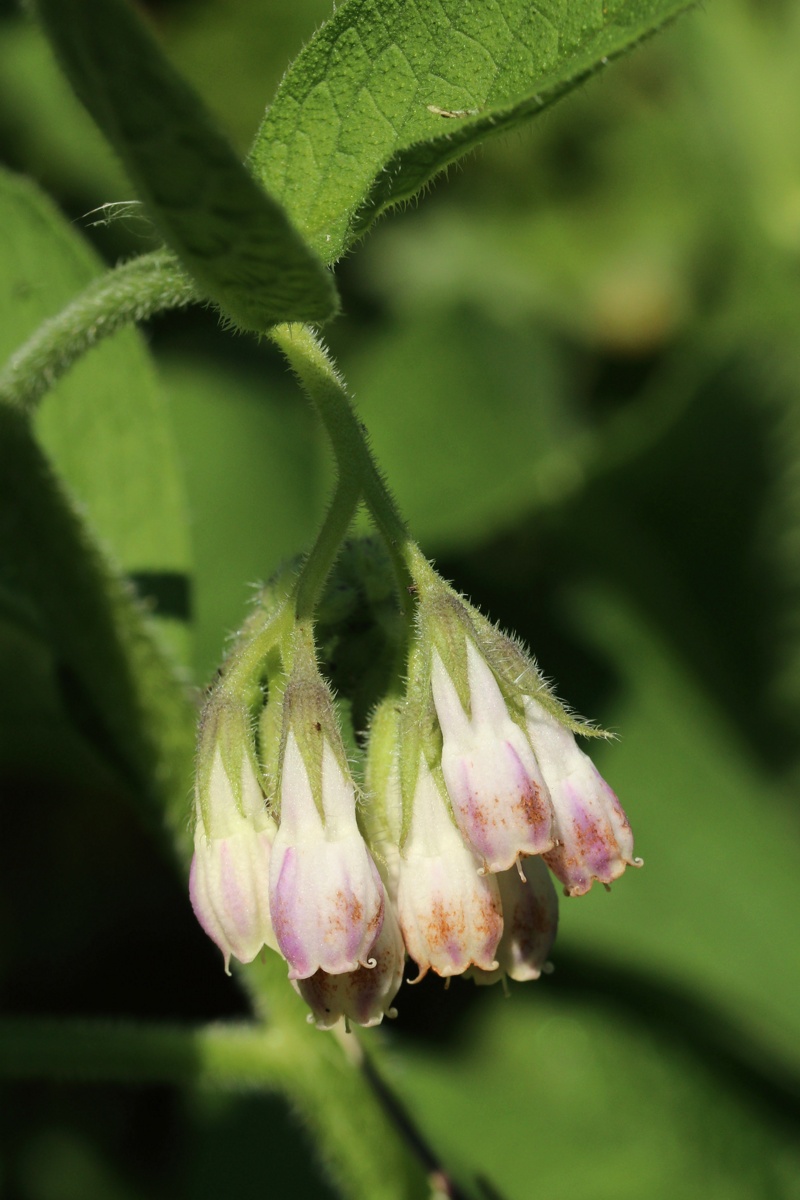 Image of Symphytum officinale specimen.