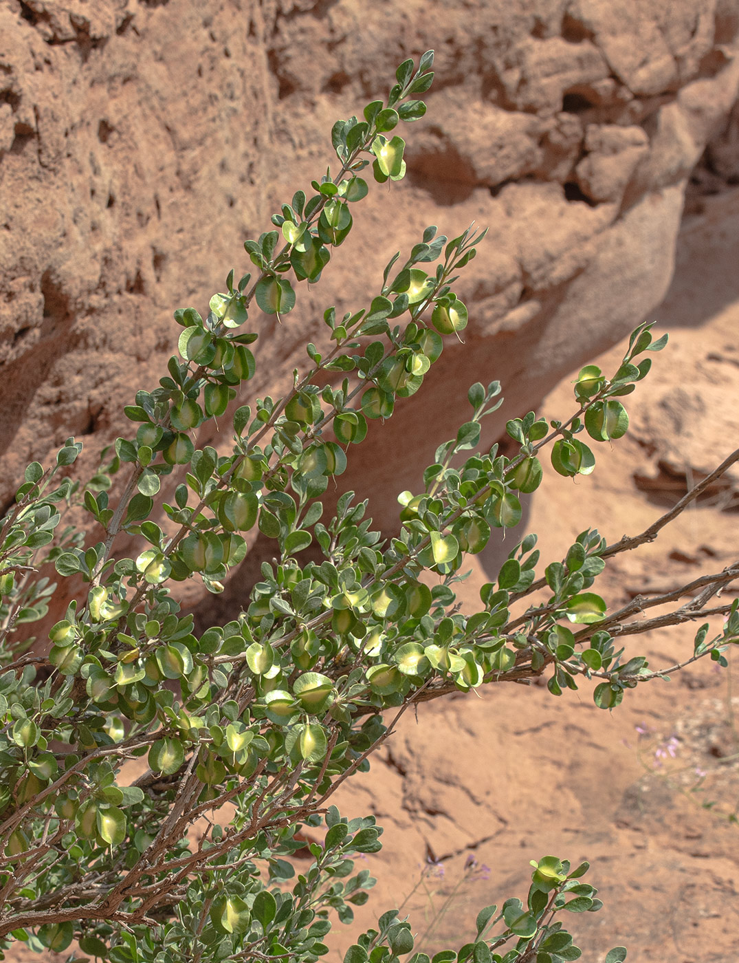 Изображение особи Zygophyllum gontscharovii.
