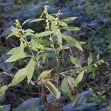 Смотреть изображение Carpesium abrotanoides