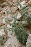 View full-size image familia Chenopodiaceae