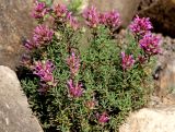 View full-size image Thymus longiflorus
