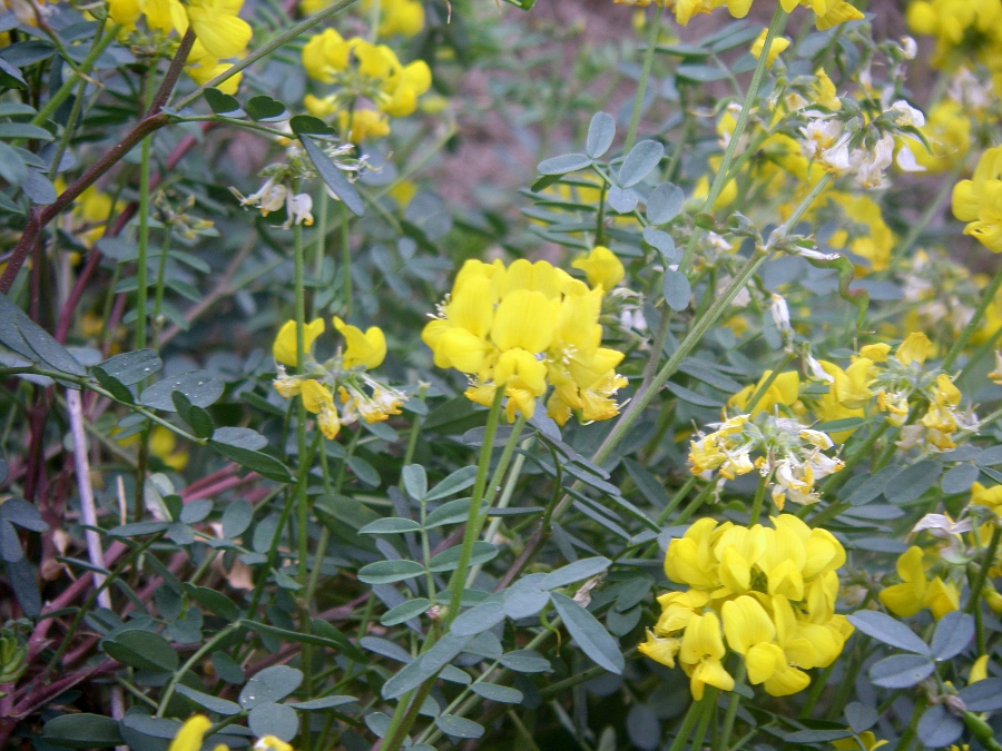 Изображение особи Hippocrepis valentina.