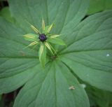 Смотреть изображение Paris quadrifolia