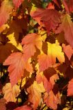 View full-size image Physocarpus opulifolius