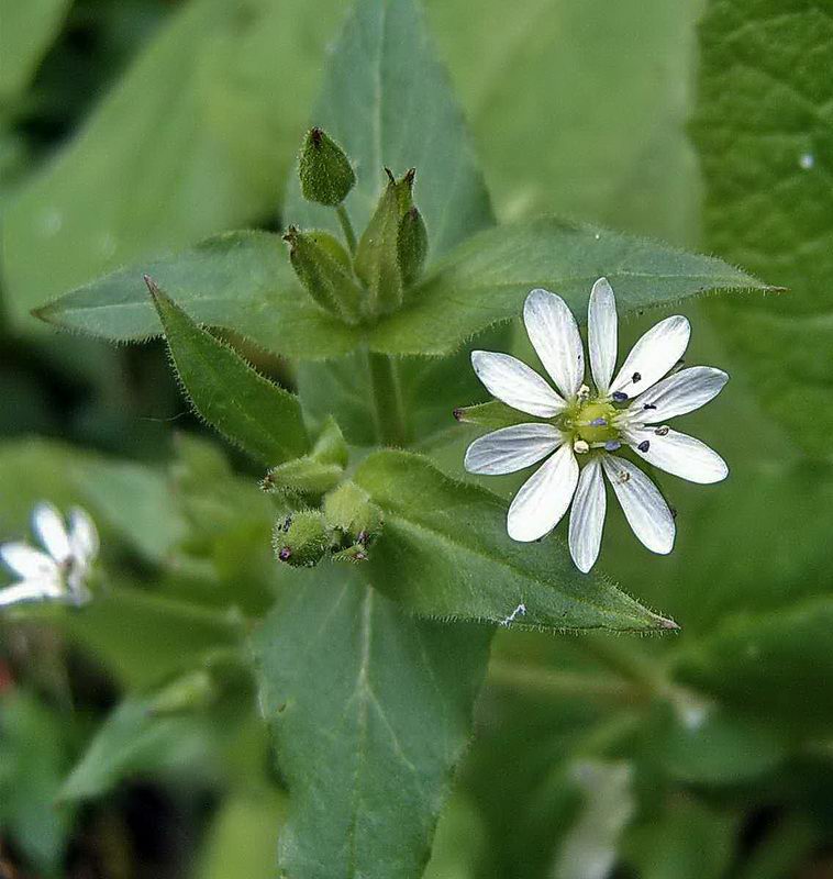 Изображение особи Myosoton aquaticum.