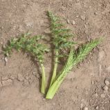 View full-size image familia Asteraceae