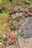 View full-size image Carduus pycnocephalus