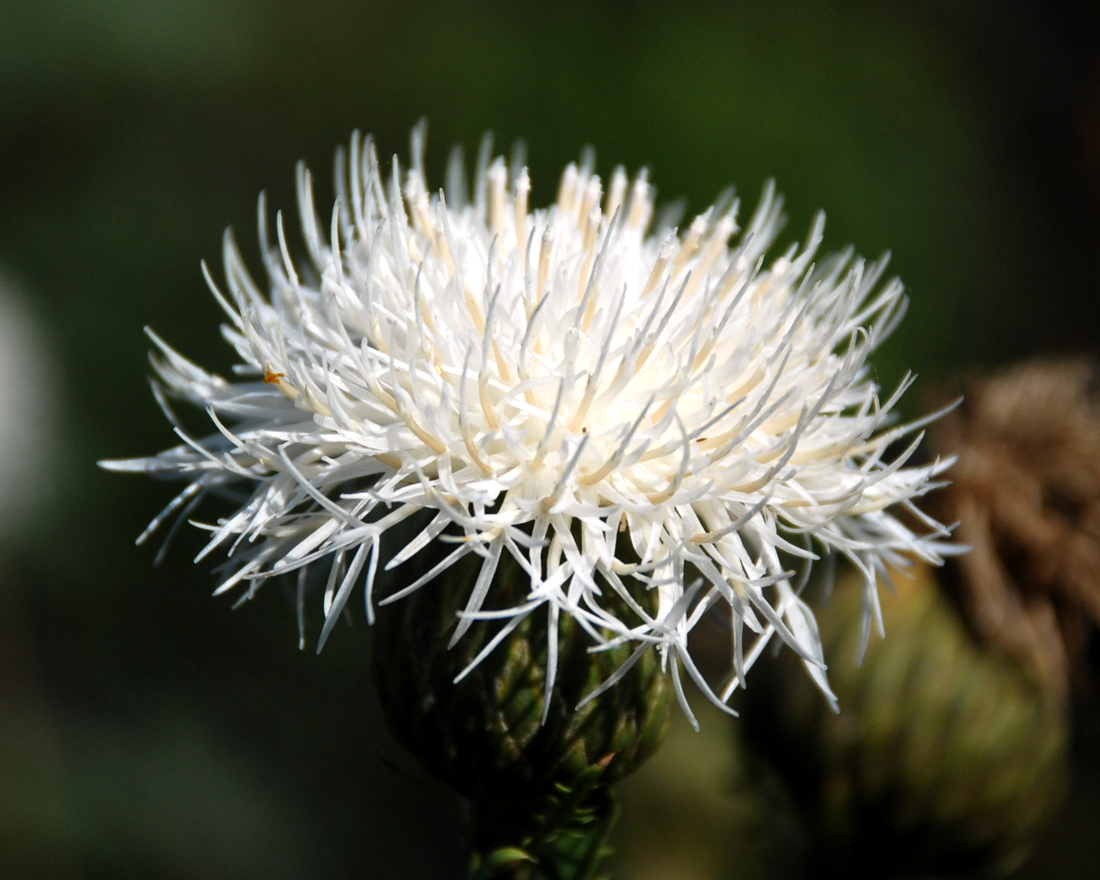 Image of Serratula coronata specimen.