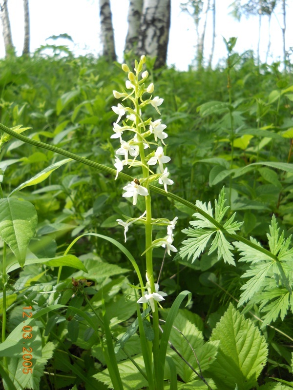 Изображение особи Platanthera bifolia.