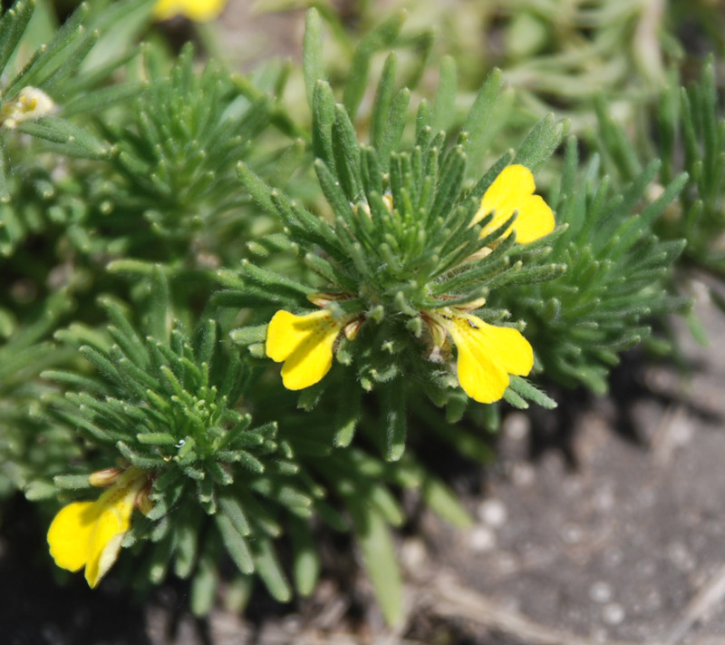 Image of Ajuga chia specimen.