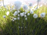 Eriophorum scheuchzeri