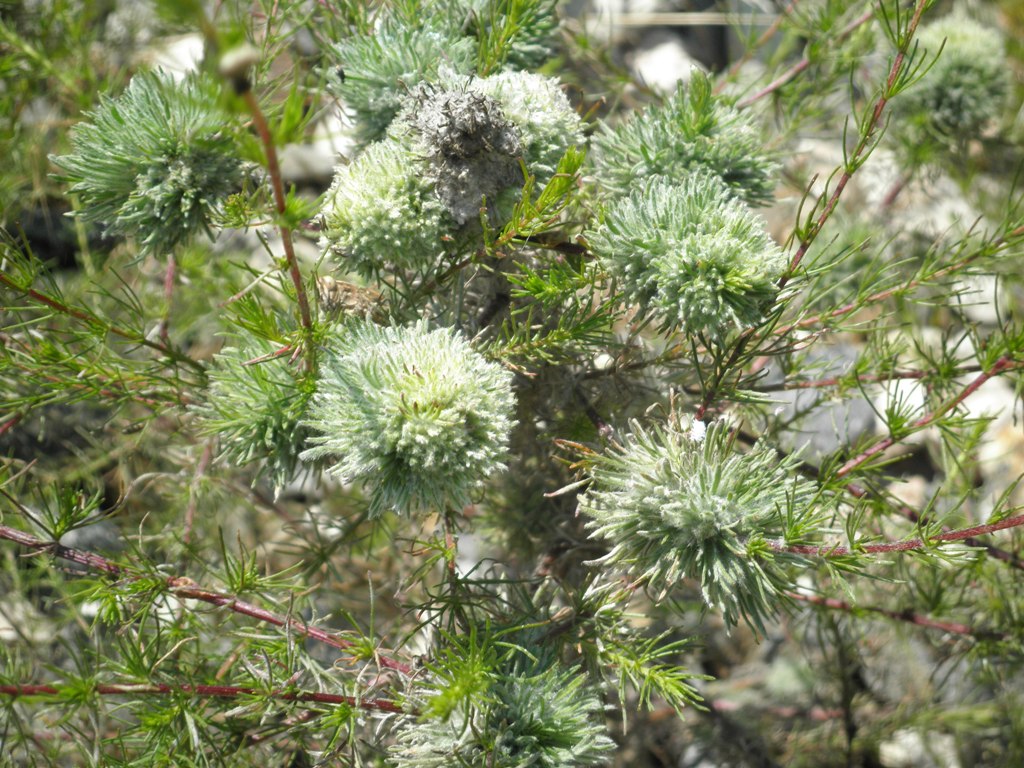 Image of genus Artemisia specimen.