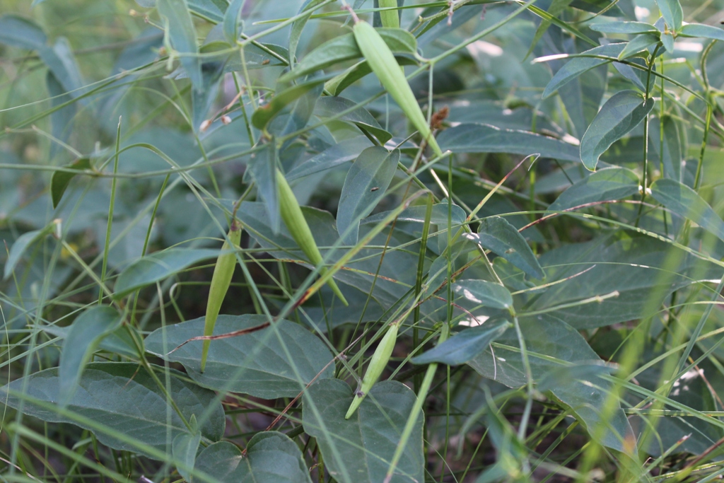 Image of Vincetoxicum hirundinaria specimen.