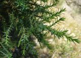Juniperus turcomanica