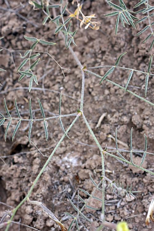 Изображение особи Astragalus lancifolius.