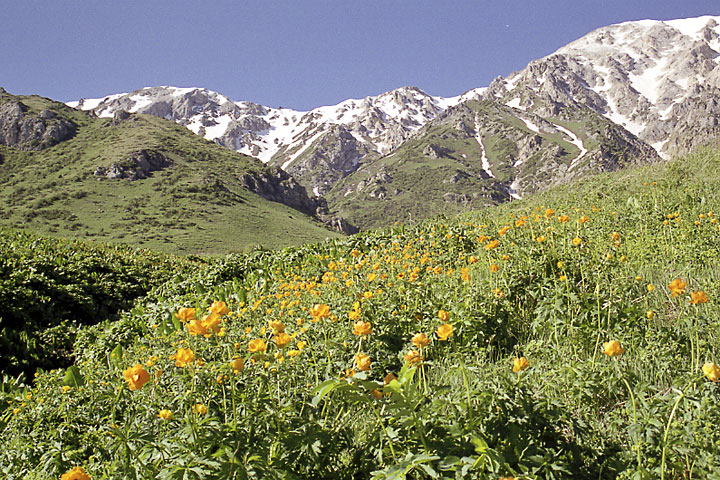 Изображение особи Trollius altaicus.