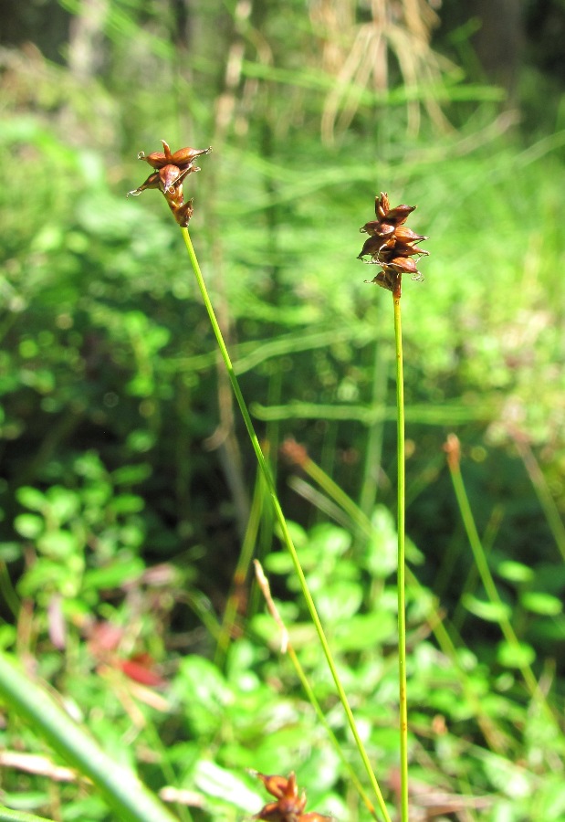 Image of Carex dioica specimen.