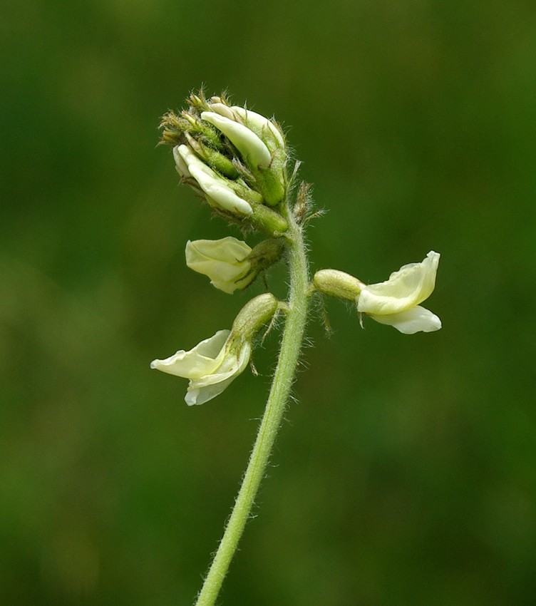 Image of Oxytropis ochroleuca specimen.