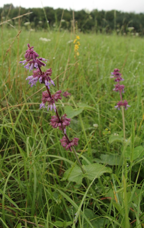 Изображение особи Salvia verticillata.