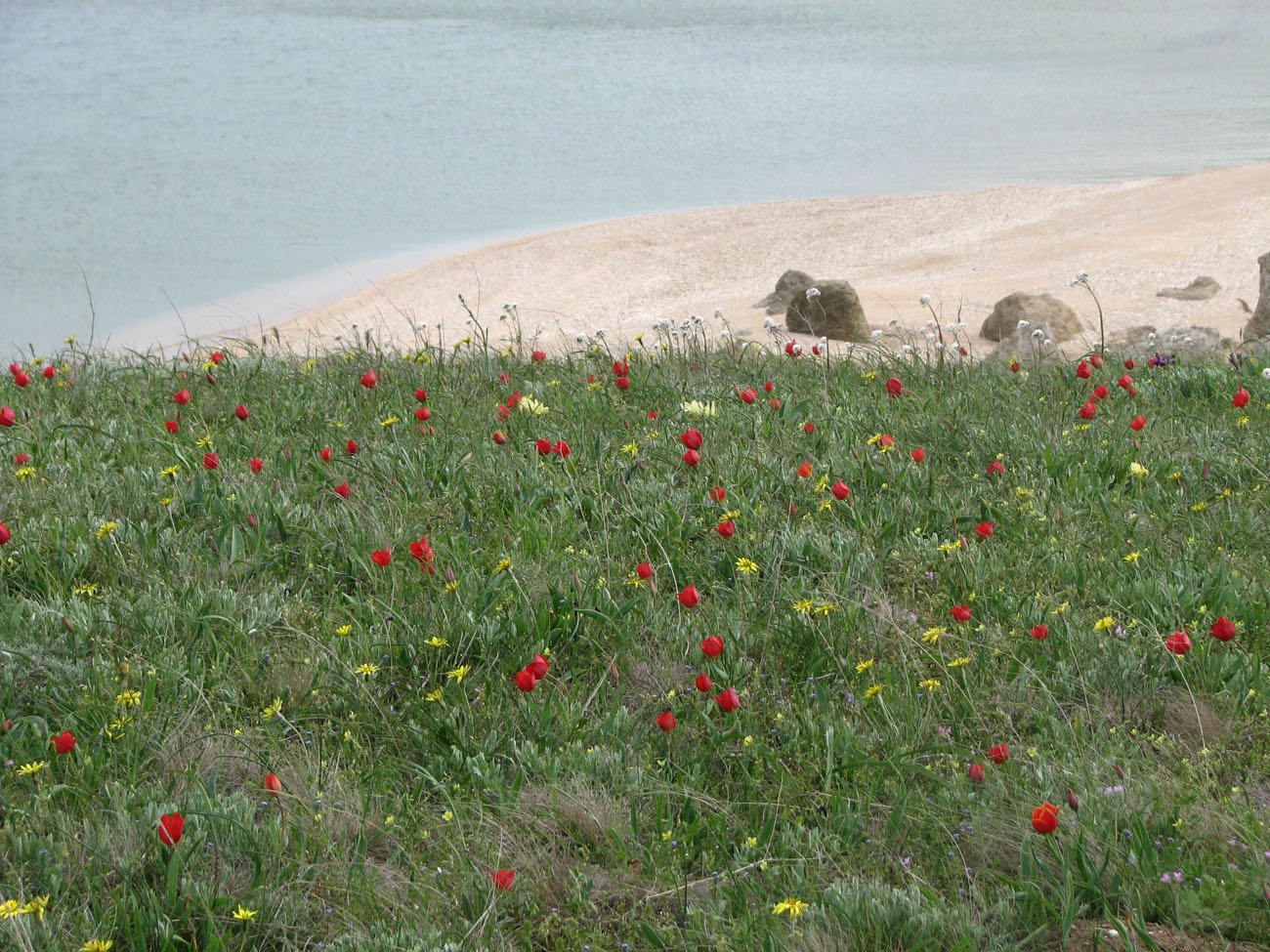 Image of Tulipa suaveolens specimen.